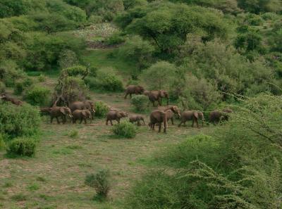 Lake Manyara National Park