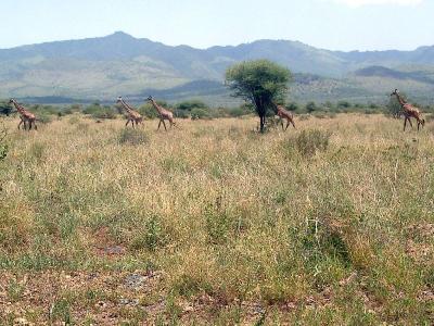 Lake Manyara National Park
