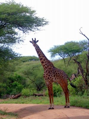 Lake Manyara National Park