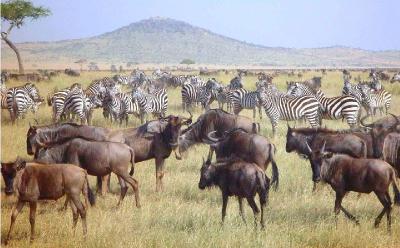 Serengeti National Park