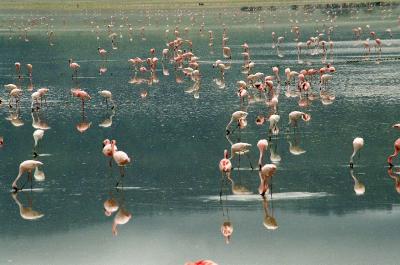 Flamingos im Ngorongoro Krater