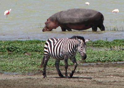 Zebra und Flusspferd