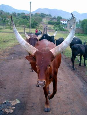 Ankole-Rind