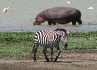 Zebra und Flusspferd