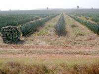 Sisalplantagen an der K�ste